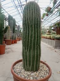 Image result for Neobolusia