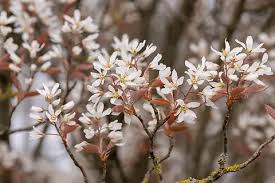 Image result for Amelanchier laevis