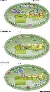 Jan 16, 2018 · plant cell parts each have their own function, from the cell wall to the chloroplast. Chloroplast Transition Metal Regulation For Efficient Photosynthesis Trends In Plant Science