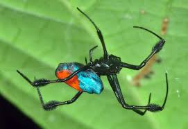 Black And Yellow Centipede North Carolina Opadometa Sarawakensis Tetragnathidae Spider Spider Mites Arthropods