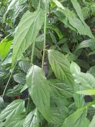 Find out how easy it is to grow this. Re Sabah Snake Grass Freemarket2014