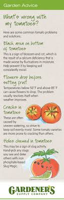 Resistant varieties are noted after the variety name of each tomato in the chart below. Troubleshooting Tomato Problems Tomato Pests Gardener S Supply