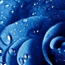 21 Jio Phone Wallpaper Rose Hd Download 640x960 Blue Rose Cell Phone Wallpaper Category Videos Matching Jio Cellphone Wallpaper Rose Hd Hd Flower Wallpaper