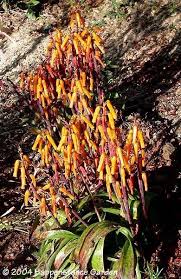 Image result for Queenslandiella