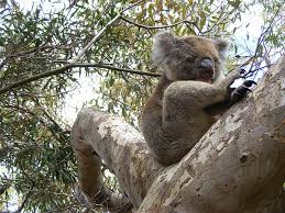 Categories nature eucalyptusnapping koala bear in eucalyptus tree. Hd Wallpaper Koala Eucalyptus Sleep Koala Bear Lazy Eucalyptus Tree Wallpaper Flare