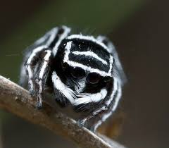 Males make vibrations with their hind legs, which are then picked up by sensory systems in females' legs. Meet Maratus Unicup The World S Newest Peacock Spider Rnz