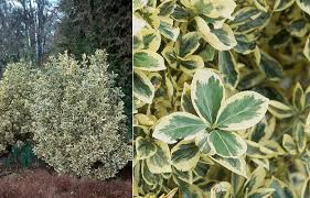 Euonymus Japonicus Variegated Selections Landscape Plants Oregon State University