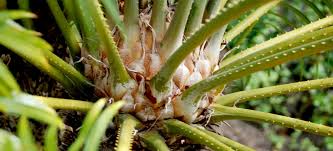Image result for Cycas thouarsii