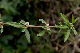 Image result for Alternanthera sessilis