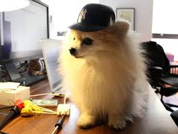 Tumblr Office Tour Business Insider Dog Swags Cute Dogs And Puppies Pomeranian