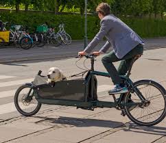 Tipp So Hund An Fahrrad Gewohnen