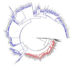 Image result for Monanthotaxis trichantha