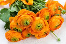 Ranunculus Flower Meaning Bulb Flowers Flower Meanings Orange Ranunculus