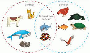 Ikan berkembang biak dengan cara bertelur. Cara Perkembangbiakan Hewan Secara Generatif Ilmu Peternakan