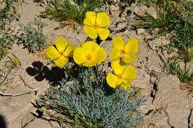 Image result for Eschscholzia californica