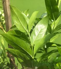 Image result for Kraussia floribunda