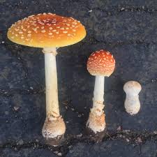 Guessowii has a yellow to orange cap, the center more orange or perhaps even reddish orange. Bane Folk Twitterissa Life Cycle Of A Fly Agaric Mushroom These Beauties Are Growing Everywhere Across The Northern Hemisphere Right Now This Variety Is Amanita Muscaria Var Guessowii From Eastern North America