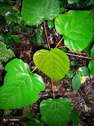 Image result for Macaranga capensis