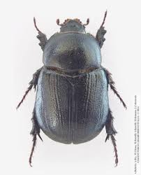 Image result for Pentodon