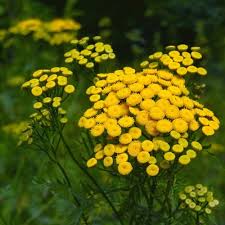 Maybe you would like to learn more about one of these? Plante Anti Mouche Liste Ooreka