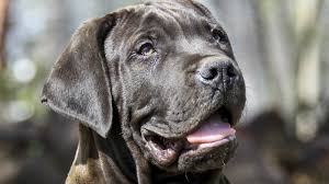 Port elizabeth, port elizabeth and nelson mandela bay. Ban On Black Boerboel Exports At The Heart Of Breeders Row The Mail Guardian