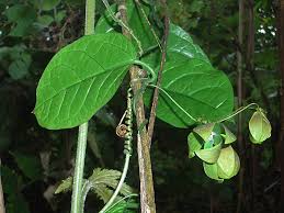 Image result for Neoschumannia