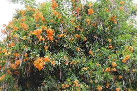 Image result for Tecoma