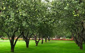 We did not find results for: Apricot Cluthagold