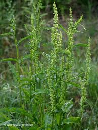 Image result for Rumex