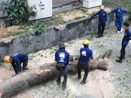 Potong leher indir, potong leher videoları 3gp, mp4, flv mp3 gibi indirebilir ve indirmeden izleye ve dinleye bilirsiniz. Perkhidmatan Mencantas Tebang Pokok Daerah Johor Bahru Home Facebook