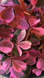 Great for a fun filler in mixed containers! Oxalis Vulcanicola Plum Crazy In Ingrijirea Florilor Facebook