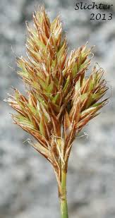 Image result for Carex leptosaccus