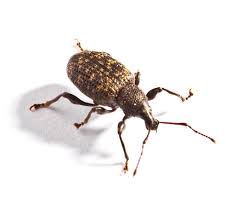 He is an author, cactus grower and hobbyist who has been growing. Vine Weevil
