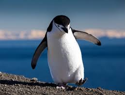 Image result for penguin