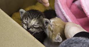 It S Kitten Season Diseases Often Found In Young Cats Zoetis Petcare