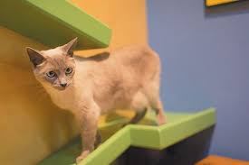 Check spelling or type a new query. How To Create A Cat Climbing System In Your Home Catster