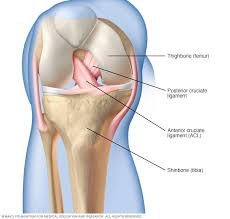 Common causes of injury include direct trauma, heavy lifting, childbirth, and gynecologic and urologic surgeries. Posterior Cruciate Ligament Mayo Clinic