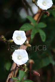 Image result for Merremia aegyptia