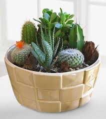 Maybe you would like to learn more about one of these? Desert Daydreams Cactus Dish Garden Dish Garden Cactus Plants Mini Cactus Garden