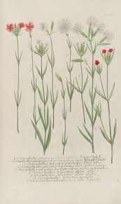 Image result for Satyrium orbiculare