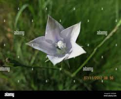 Image result for Wahlenbergia undulata