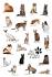 Cat Breeds A–Z Ultimate Guide • Purrfect Cat Breeds