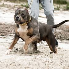The first american bully was bred in the united states between 1980 if you see pocket bully, micro or xxl varieties advertised by breeders, be aware that these. Xxl American Bully Xxl Luxor Bullys Odysseus American Bully Bully Xxl Dog Breeds