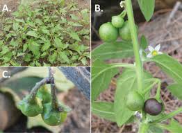 Image result for Solanum grossidentatum