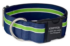 Dog Collar Buyers Guide And Tips