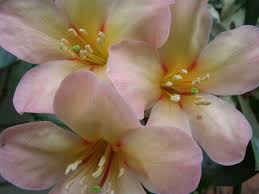 Tropical Vireya Rhododendron Cameo Spice With Its First Flowering Of Spring 2016 Nice Subtle Fragrance Too Flowers Rhododendron Tropical