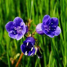 We did not find results for: Stunning Bell Shaped Flowers For Dreamy Gardens Flower Seeds Types Of Purple Flowers Flowers Perennials