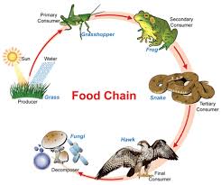 Dianne dotson is a science writer with a degree in zoology/ecology and evolutionary biology. 2 18 Autotrophs And Heterotrophs Biology Libretexts