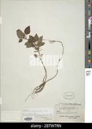 Image result for Commiphora mombassensis