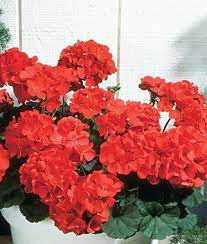 Big Red Hybrid Geranium Seeds And Plants Annual Flower Garden At Burpee Com Red Geraniums Annual Flowers Geranium Plant